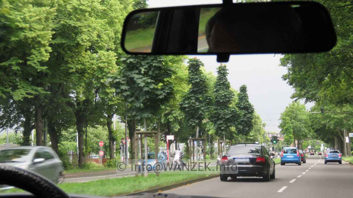 Acer platanoides Columnare.JPG